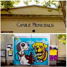 canile sanitario pavia il canile sanitario associazione tutela animali canile sanitario pavia il canile sanitario associazione tutela animali