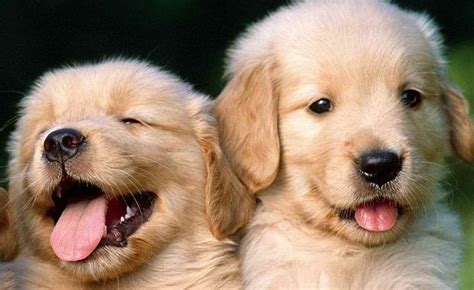 Image result for Dogs Programmes