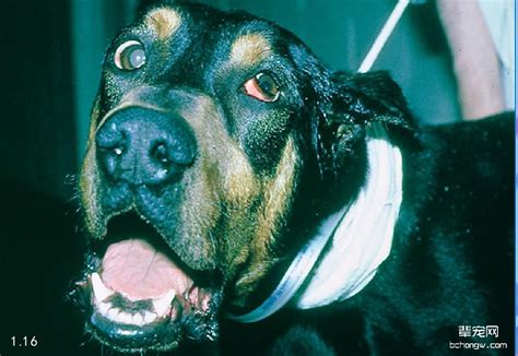 常见的犬猫病毒传染性疾病症状及治疗方法