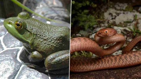 World Economy: షాకింగ్ సర్వే.. కప్పలు, పాముల వల్ల 16బిలియన్ డాలర్లు ...