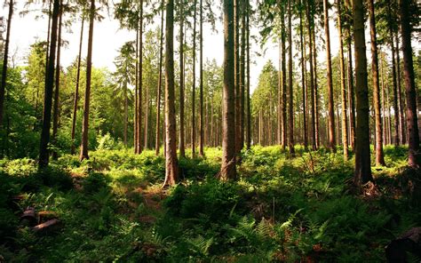 Nature Woods 的图像结果