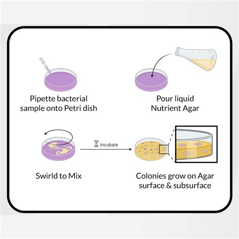 Pour Plate Method: Principle, Procedure, Uses and Importance