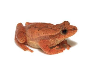 Image result for Spring Peeper Frog Habitat