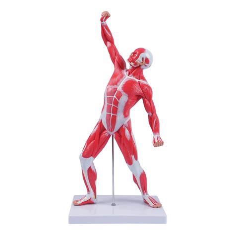 breesky Miniature Muscular System Model?20”Human Muscle Anatomy Model ...