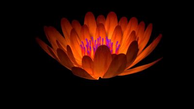 Animated Gif Flowers Blooming | Best Flower Site