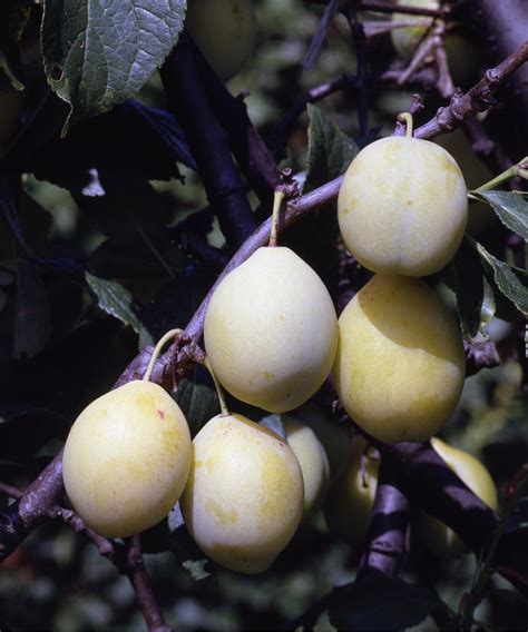 Plum Tree Types 的图像结果
