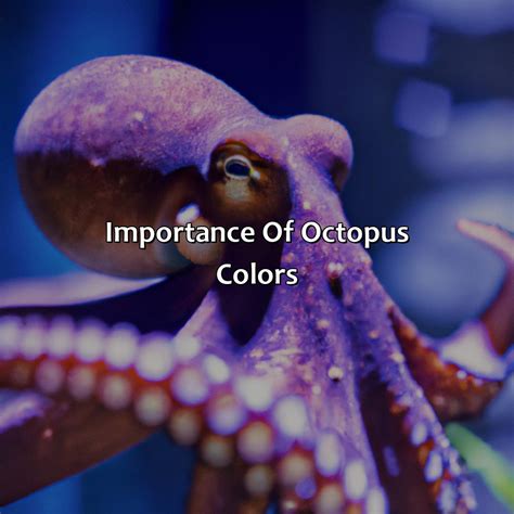 Image result for Octopus Colour