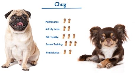 Chug Dog… Everything That You Need to Know at a Glance!