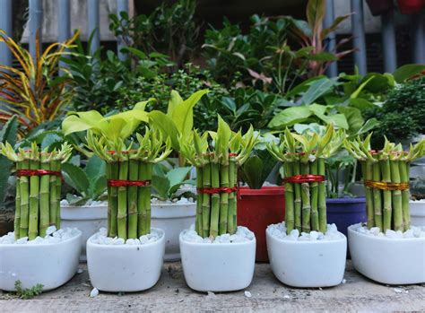 Lucky Bamboo Care Guide - Heavenly Houseplants