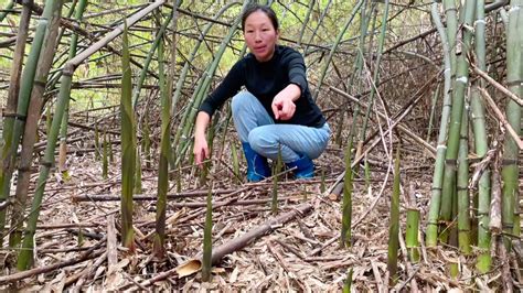 和表妹再次到竹林拔笋，满地野笋看着都喜欢，拔笋声音好听又解压-三农视频-搜狐视频