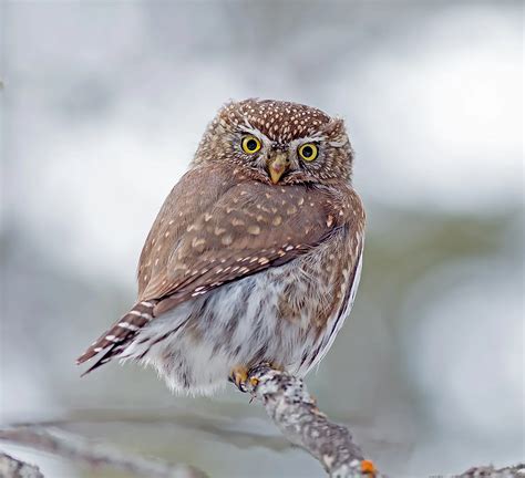Northern Pygmy Owl Facts: Animals of North America