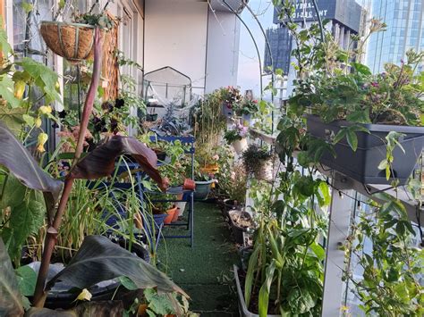 This is my balcony garden Today I managed to upload my balcony tour ...