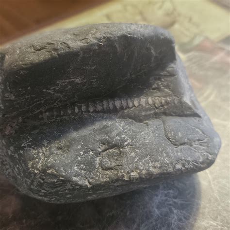 big ol ¿crinoid? stem : r/fossils