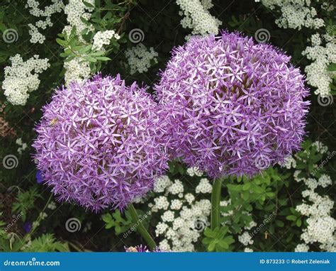Garlic flowers stock image. Image of plants, allium, garlic - 873233