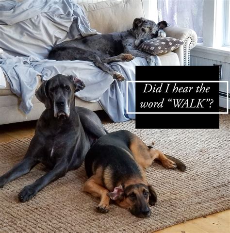 2023 Walk for Hope - Kinlin Grover Compass - Outer Cape