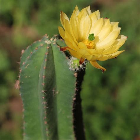 Alicoche pelón (Echinocereus subinermis) - PictureThis