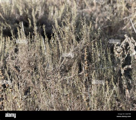 California sagebrush (Artemisia californica) Plantae Stock Photo - Alamy