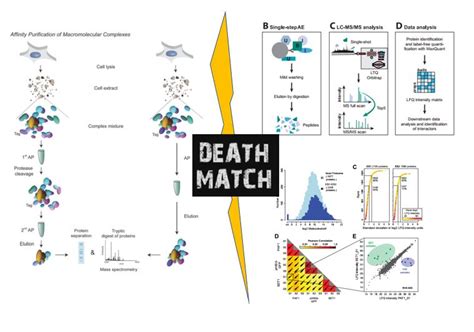 Affinity Purification 的图像结果