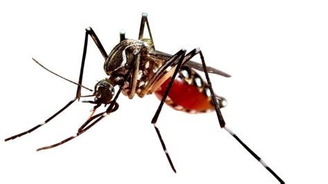 Learn About Mosquitoes | Sentinel Pest Control | Commercial Pest Control