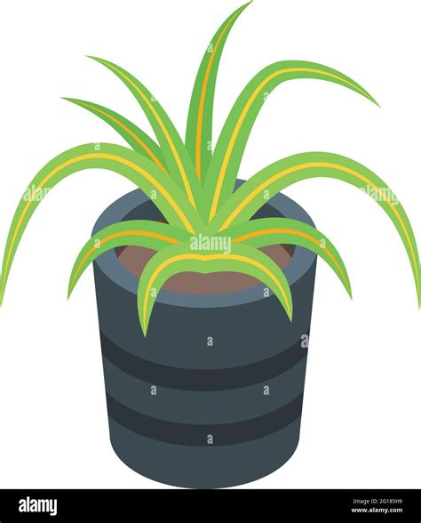 Aloe plant pot icon. Isometric of Aloe plant pot vector icon for web ...