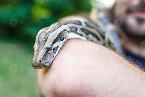 Image result for Reticulated Python Head