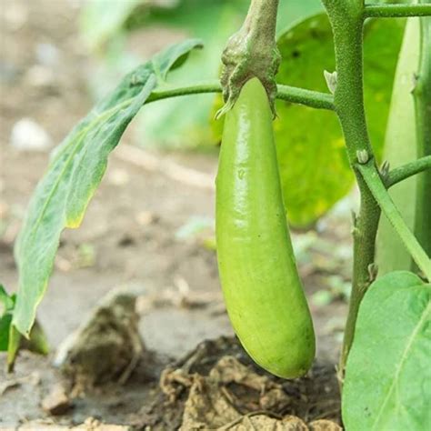 MAA Brinjal Green Long, Brinjal, Eggplant Seed Price in India - Buy MAA ...