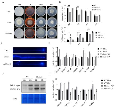 The APSES Transcription Factor SsStuA Regulating Cell Wall Integrity Is ...