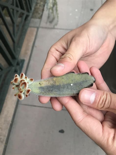 Image result for Oversized Log Prop