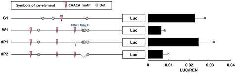 Expression of RsPORB Is Associated with Radish Root Color