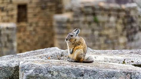 Gen Z’s spirit animal? The sleepy, sulky viscacha: All about it - Times ...