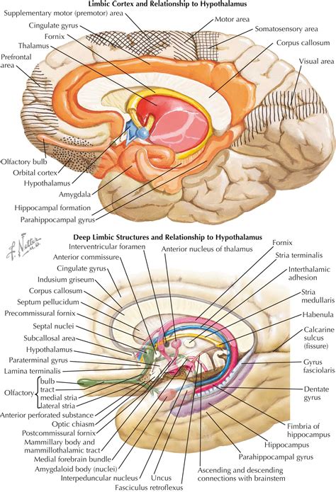 Hypothalamus And Thalamus