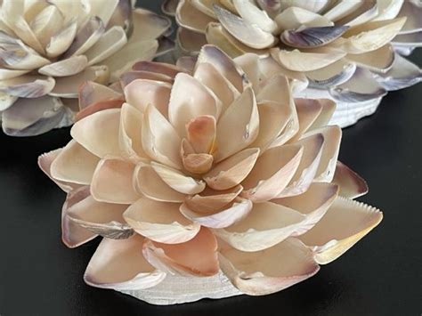 Seashell Flower Tutorial 的图像结果