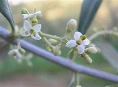 fiori di ulivo alberi da frutto olivo fiori di ulivo alberi da frutto olivo