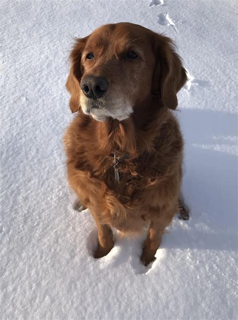 This is Sammy Jane, and she turns 11 this month 😊 | Scrolller