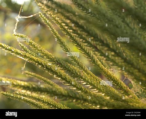 The leaves of pine Stock Photo - Alamy