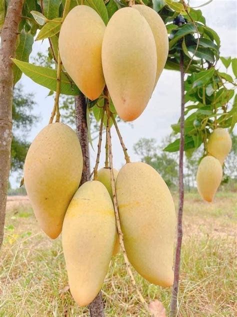 Shop Mango Mallika Grafted Plants "Mangifera indica"