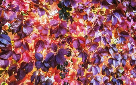 Download wallpaper leaves, mesh, plant, netting, trudging, section ...