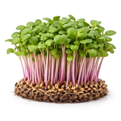 Urvara Greens | Fresh Organic Microgreens