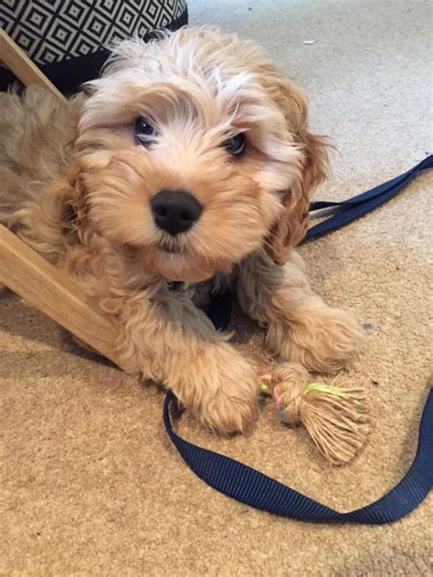 Image result for Cockapoo Training