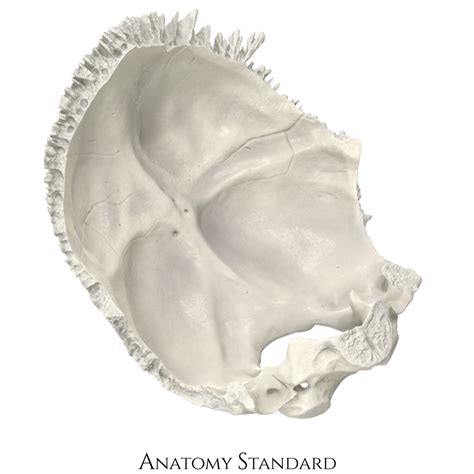 Anatomy Standard - Drawing Occipital bone: anterior/lateral view - no ...