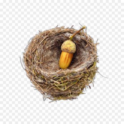 Nest Clip Art PNG - Pngsource