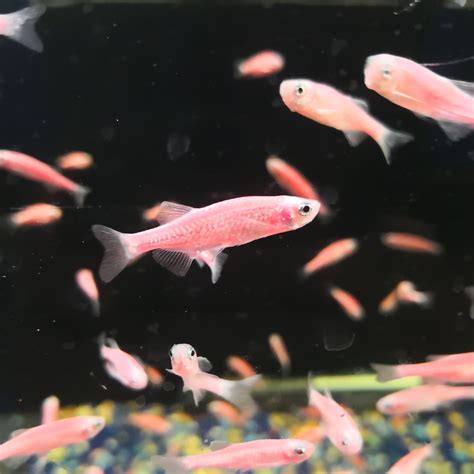 Pink Zebra Danio Fish