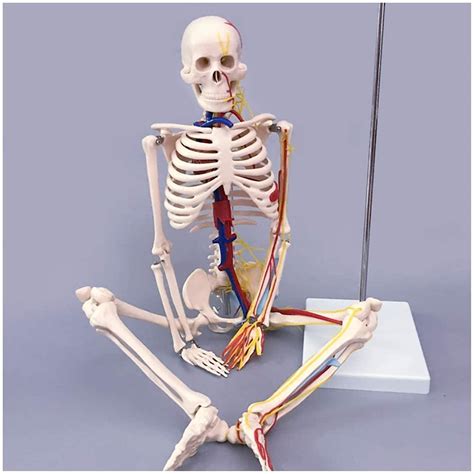 Buy Study Model 85Cm Human Skeleton Model - Human Body Skeletal Model ...