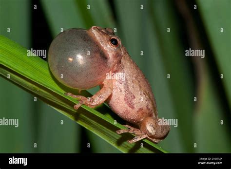 Image result for Spring Peeper Sound