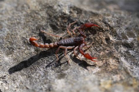 How Many Scorpions Are Poisonous at William Melendez blog
