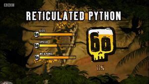 Image result for Deadly 60 Reticulated Python