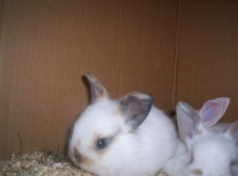 Hasen, Kaninchen Kleinanzeigen