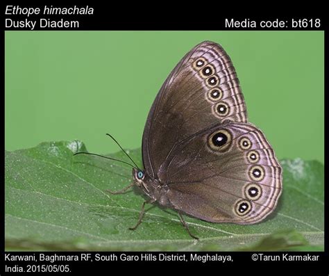 Ethope himachala (Moore, [1858]) - Dusky Diadem | Butterfly