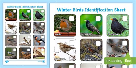 Winter Birds Identification Sheet