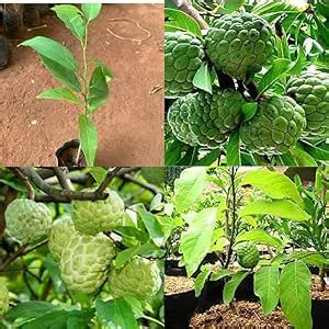 Sitafal Plant For Terrace Garden, Live Sitafal Annona Squamosa Custard ...